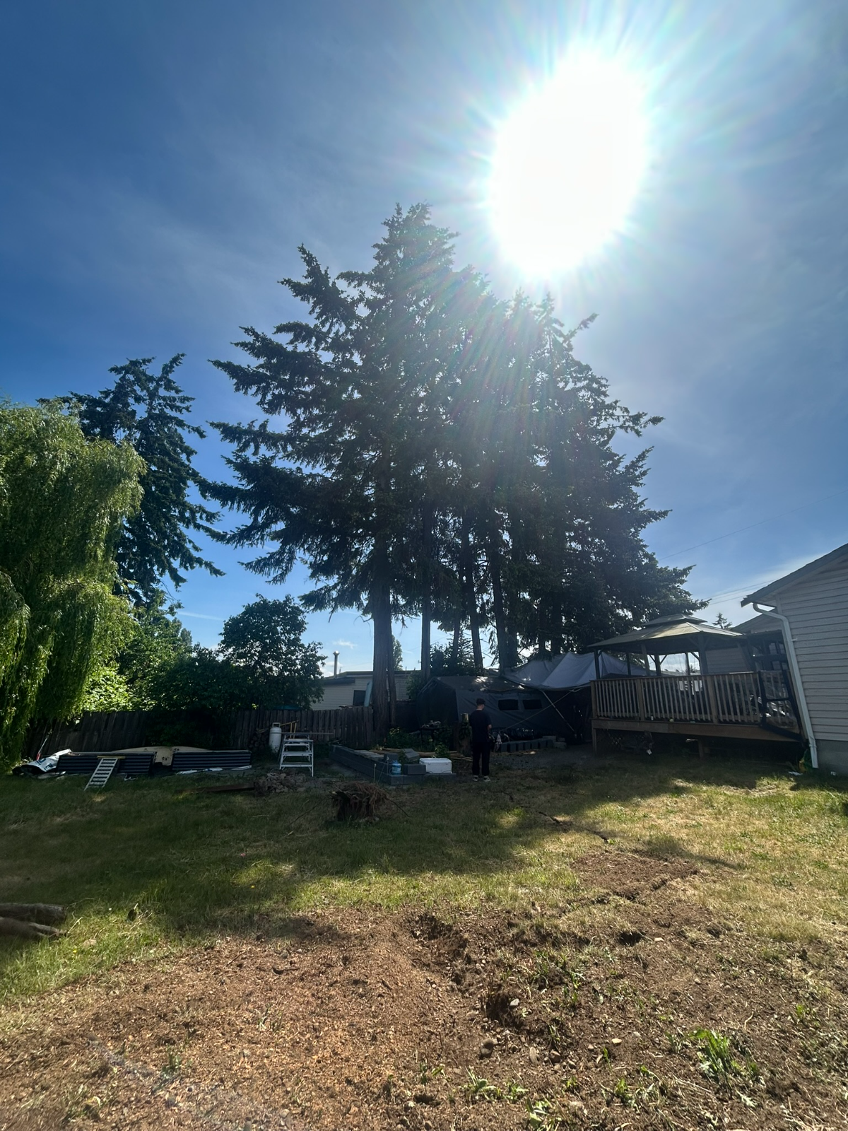 Backyard conifer removal