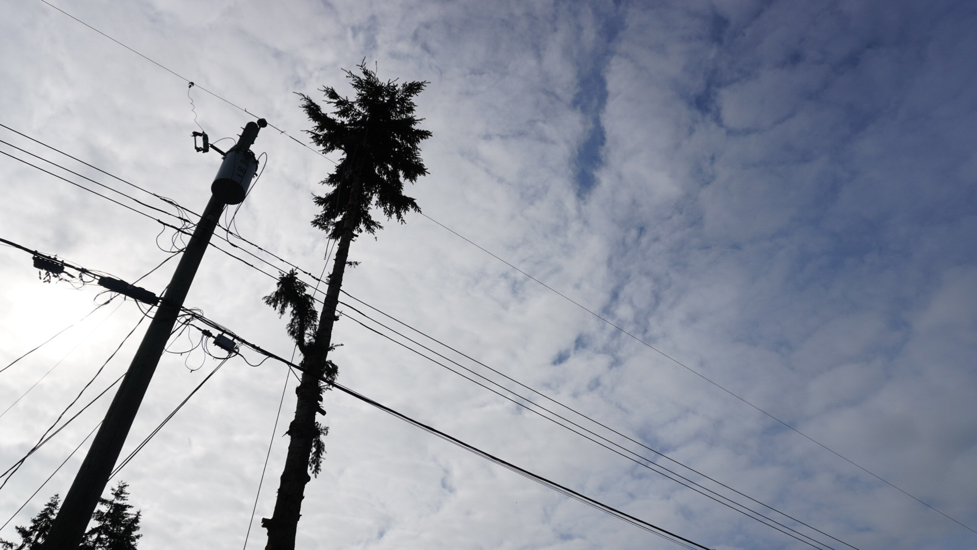 Tree services